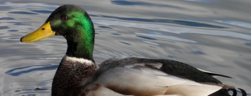 canard colvert