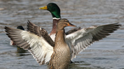 canard colvert