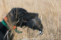 chasseur