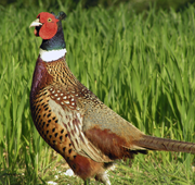 canard colvert